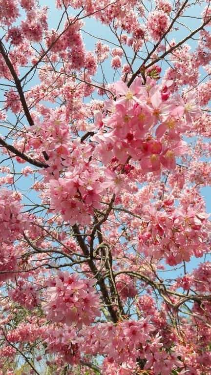 Qing Jing Xiao Taiyang Jingguan Homestay Nhân Ái Ngoại thất bức ảnh